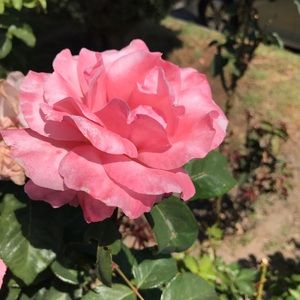 Meet your Posher, Jiselle